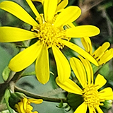 黄色い花の写真